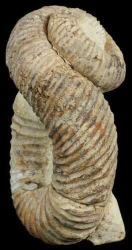 Really Cool Heteromorph (Nostoceras) Ammonite - Madagascar #51313